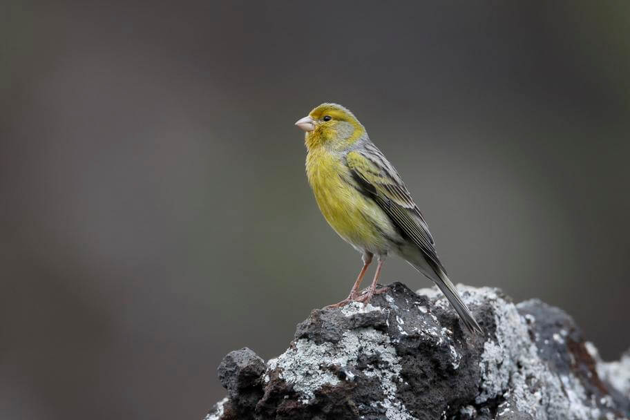 Fractured Wrists – The Canaries in the Coal Mines